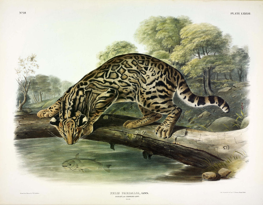 Painted by John James Audubon (1785-1851) with background likely by Victor Gifford Audubon (1809-1860)  Plate LXXXVI - Ocelot  From: Viviparous Quadrupeds of North America  New York: 1845-1848  Hand colored lithograph  Sheet size: 21 ¼” x 27”