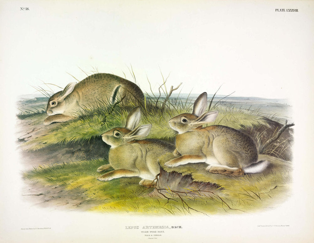 Painted by John James Audubon (1785-1851) with background likely by Victor Gifford Audubon (1809-1860)  Plate LXXXVII - American Red Fox  From: Viviparous Quadrupeds of North America  New York: 1845-1848  Hand colored lithograph  Sheet size: 21 ¼” x 27”