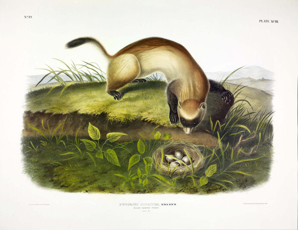 Painted by John James Audubon (1785-1851) with background likely by Victor Gifford Audubon (1809-1860)  Plate XCIII - Black Footed Ferret  From: Viviparous Quadrupeds of North America  New York: 1845-1848  Hand colored lithograph  Sheet size: 21 ¼” x 27”