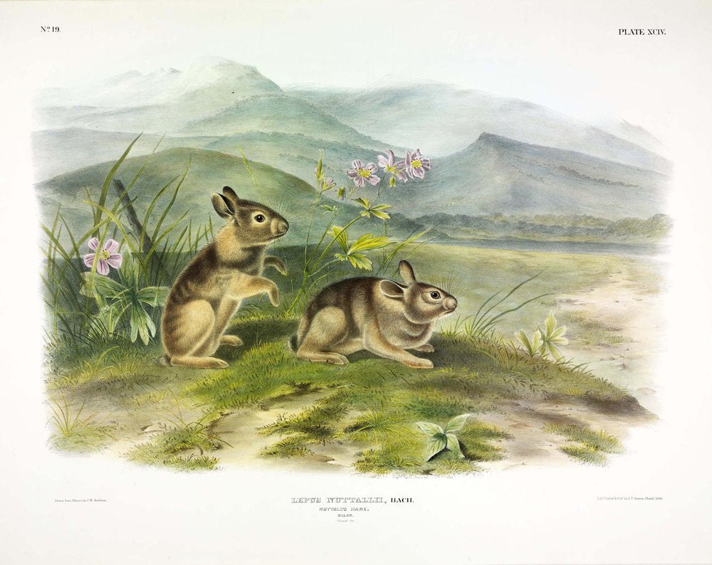 Painted by John James Audubon (1785-1851) with background likely by Victor Gifford Audubon (1809-1860)  Plate XCIV - Nuttal's Hare  From: Viviparous Quadrupeds of North America  New York: 1845-1848  Hand colored lithograph  Sheet size: 21 ¼” x 27”
