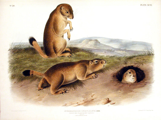 Painted by John James Audubon (1785-1851) with background likely by Victor Gifford Audubon (1809-1860)  Plate XCIX - Prairie Dog  From: Viviparous Quadrupeds of North America  New York: 1845-1848  Hand colored lithograph  Sheet size: 21 ¼” x 27”
