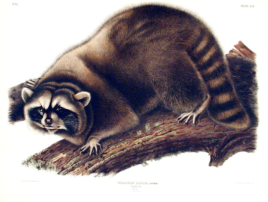 AUDUBON, John James (1785-1851), Plate 61, Raccoon