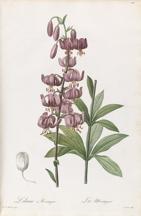 redout-pierre-joseph-1759-1840-plate-146-martagon-lily-lilium-martagon
