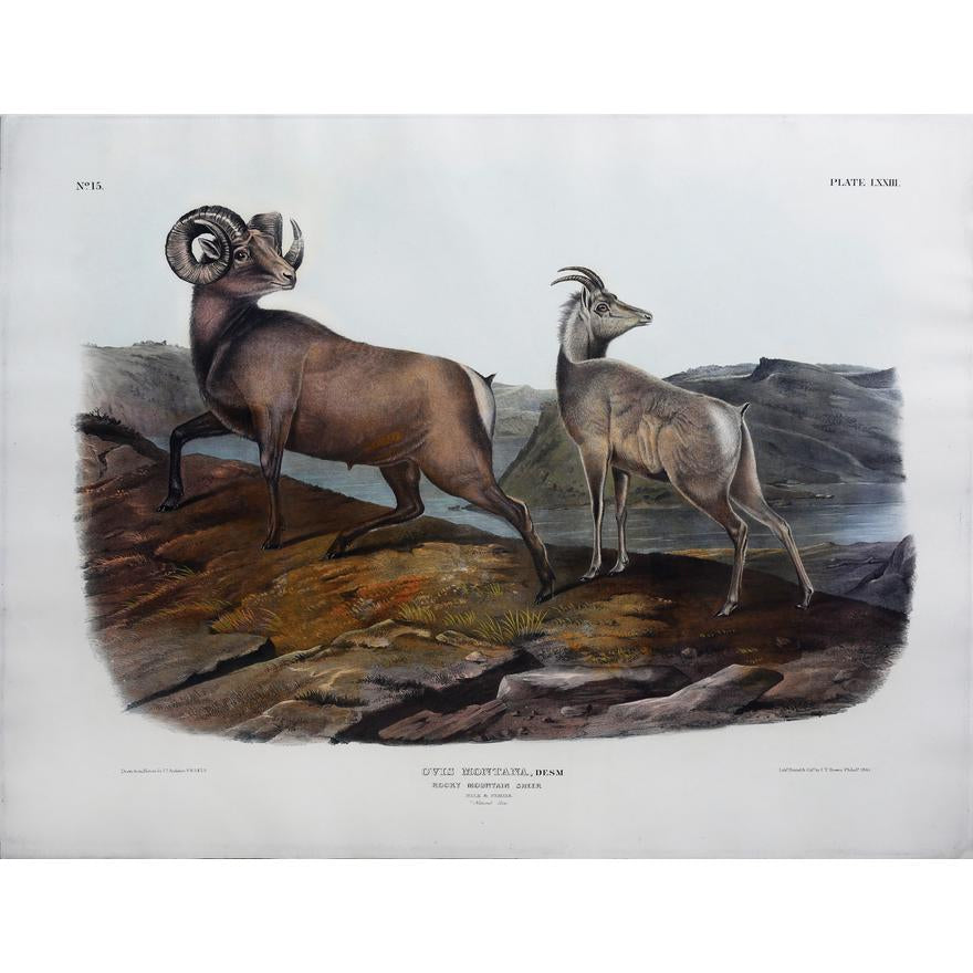 Painted by John James Audubon (1785-1851) with background likely by Victor Gifford Audubon (1809-1860)  Plate LXXIII - Rocky Mountain Sheep From: Viviparous Quadrupeds of North America  New York: 1845-1848  Hand colored lithograph  Sheet size: 21 ¼” x 27”