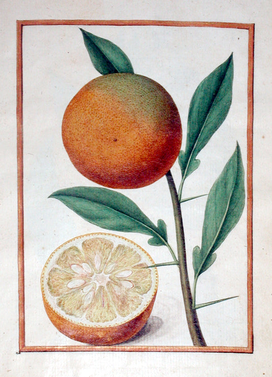 JACQUES LE MOYNE DE MORGUES (FRENCH, CA. 1533-1588) f.78: Seville Orange Watercolor and gouache on paper prepared as vellum