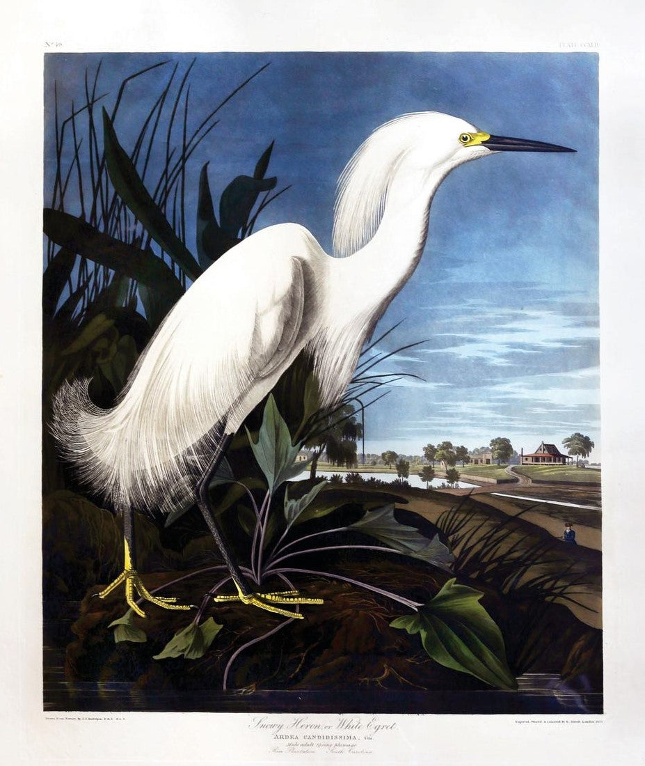 John James Audubon (1785-1851)  Plate CCXLII Snowy Heron or White Egret  from Birds of America  Engraved by Robert Havell (1793-1878)  Published: London, 1827-1838  Aquatint engraving with original hand coloring  Paper size: 38 1/2 x 25 1/2" 