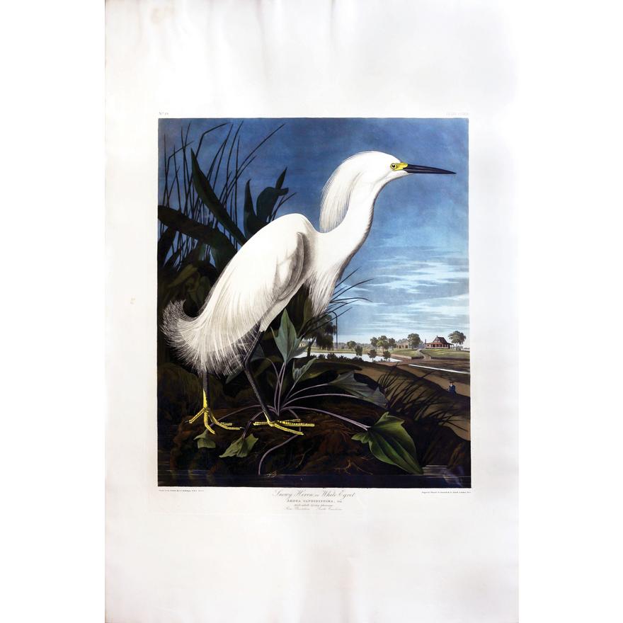 John James Audubon (1785-1851)  Plate CCXLII Snowy Heron or White Egret  from Birds of America  Engraved by Robert Havell (1793-1878)  Published: London, 1827-1838  Aquatint engraving with original hand coloring  Paper size: 38 1/2 x 25 1/2" 