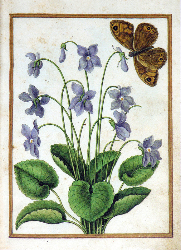 Jacques le Moyne de Morgues (French, ca. 1533-1588). Sweet Violet and butterfly.