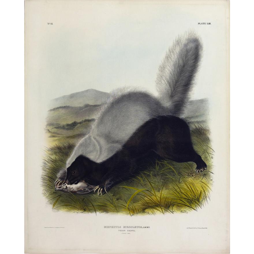 Painted by John James Audubon (1785-1851) with background likely by Victor Gifford Audubon (1809-1860)  Plate VIII - Texan Skunk  From: Viviparous Quadrupeds of North America  New York: 1845-1848  Hand colored lithograph  Sheet size: 21 ¼” x 27”
