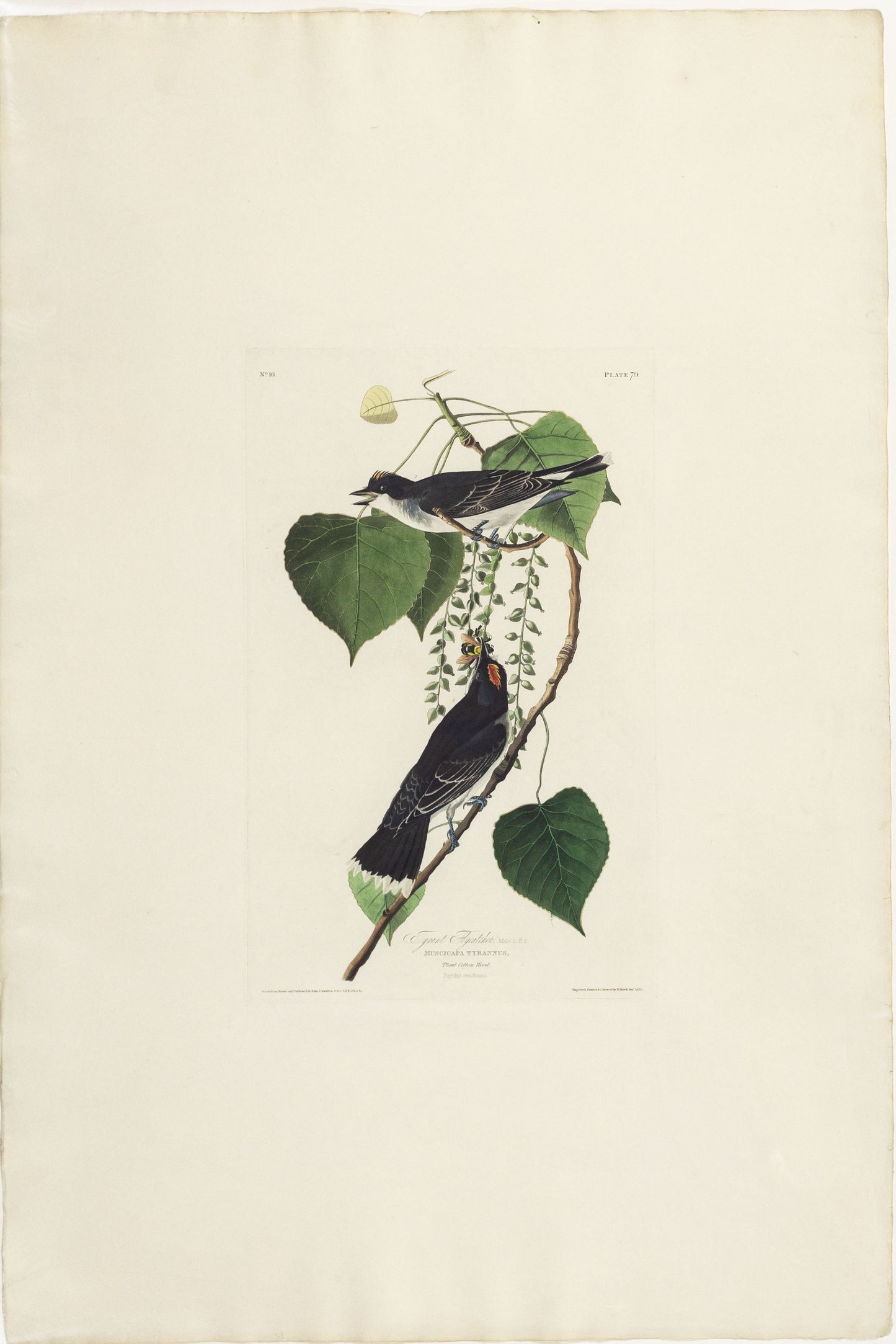 John James Audubon (1785-1851)  Plate LXXIX Tyrant Flycatcher  from Birds of America  Engraved by Robert Havell (1793-1878)  Published: London, 1827-1838  Aquatint engraving with original hand coloring  Paper size: 38 1/2 x 25 1/2" 