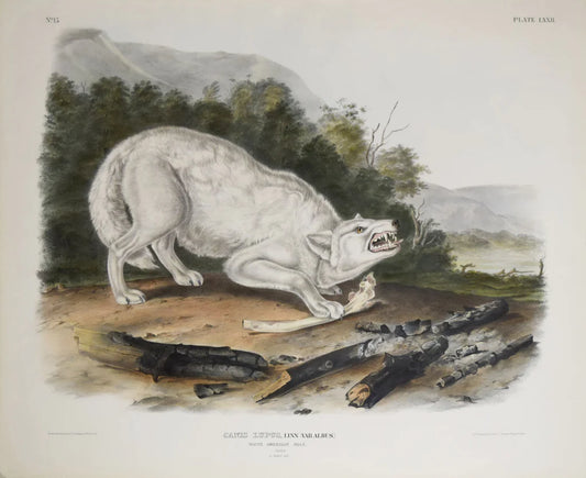 Painted by John James Audubon (1785-1851) with background likely by Victor Gifford Audubon (1809-1860)  Plate LXXII - White American Wolf  From: Viviparous Quadrupeds of North America  New York: 1845-1848  Hand colored lithograph  Sheet size: 21 ¼” x 27”