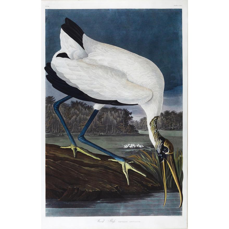 AUDUBON, John James (1785 - 1851). Wood Ibis, Plate 216. Aquatint engraving with original hand color. London: Robert Havell, 1827-1838. 37 1/4" x 25" sheet, 49 1/2" x 37" framed.