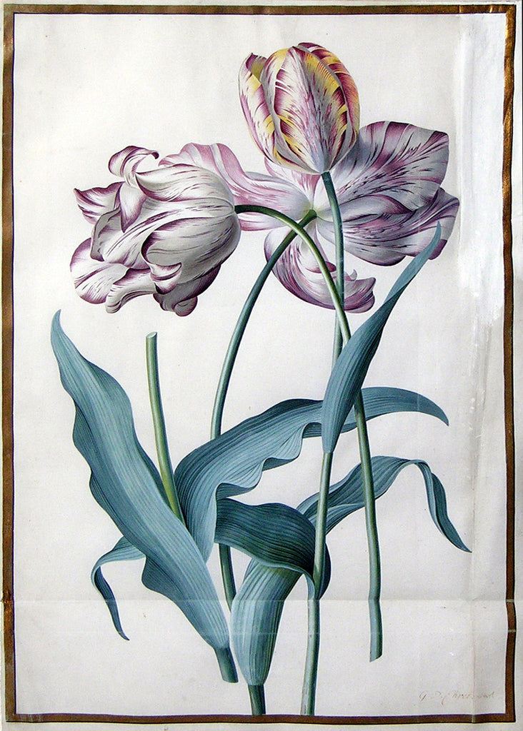 Georg Dionysius Ehret (German, 1708-1770), Tulip Study