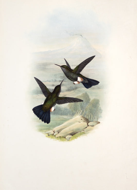 John Gould (1804-1881),  Eriocnemis Squamata