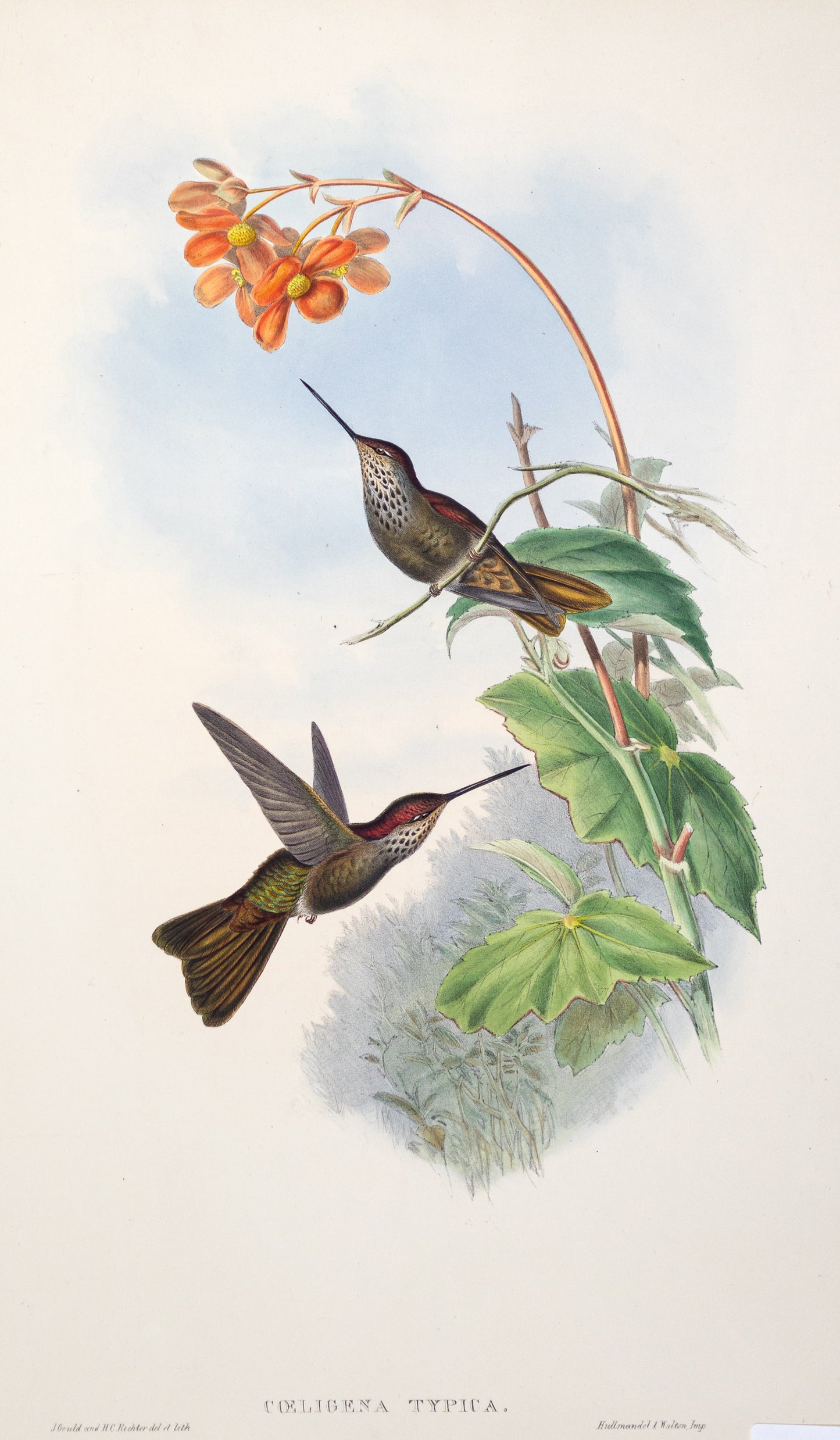 John Gould (1804-1881), Coeligena Typica