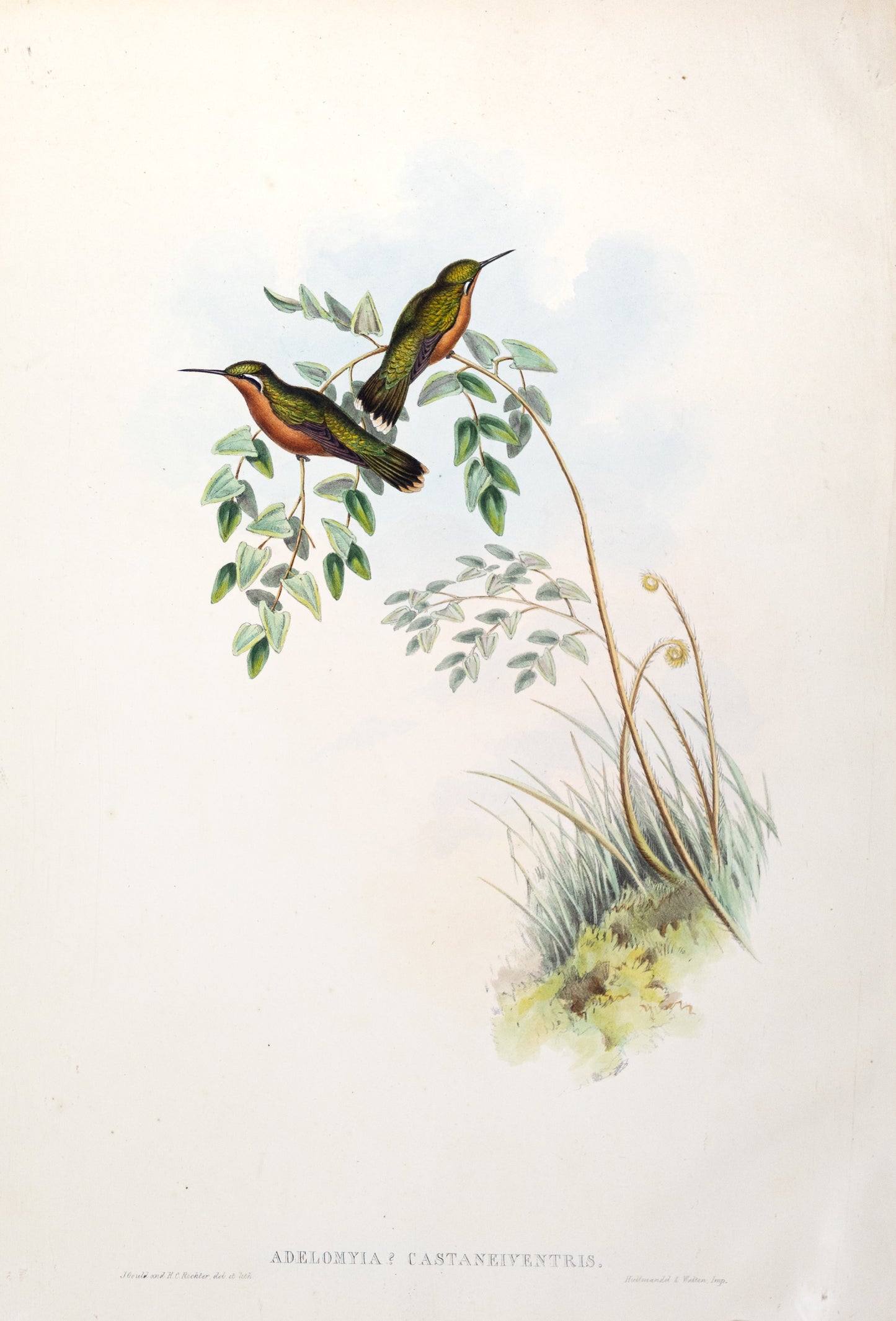John Gould (1804-1881), Adelomyia Castaneiventris