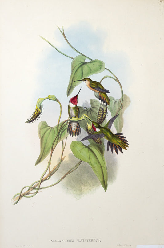 John Gould (1804-1881), Selasphorus Platycercus