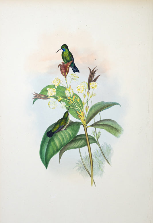 John Gould (1804-1881), Eucephala Caerulea