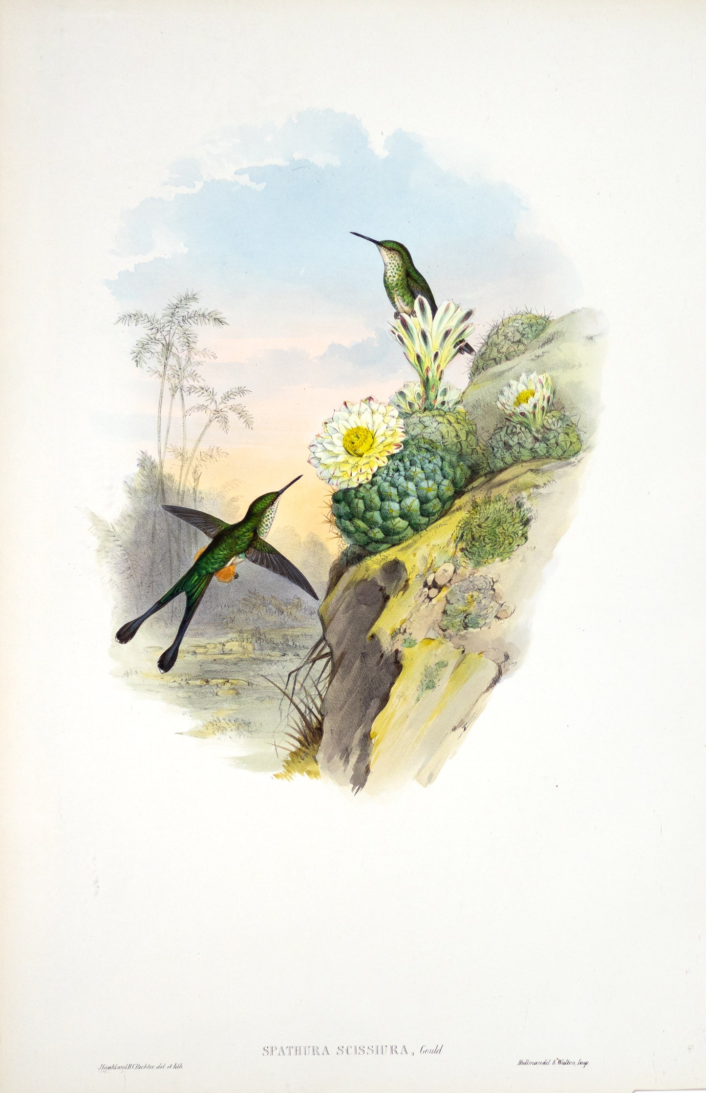 John Gould (1804-1881), Spathura Cissiura