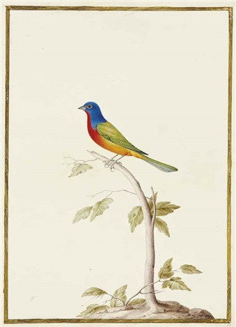NICOLAS ROBERT (FRENCH, 1614-1685)Painted Bunting On A Branch [Passerin nonpareil sur une branche (Passerina Ciris)]  Pencil, watercolor and gouache, on vellum, with gold border