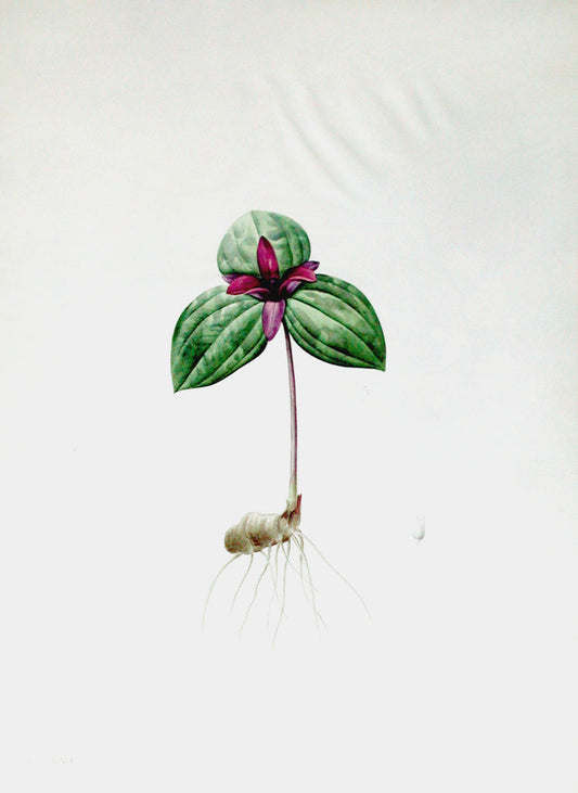 Pierre-Joseph Redouté (Belgian, 1759-1840), “Sessile-Wake-Robin” Trillium sessile - Arader Galleries