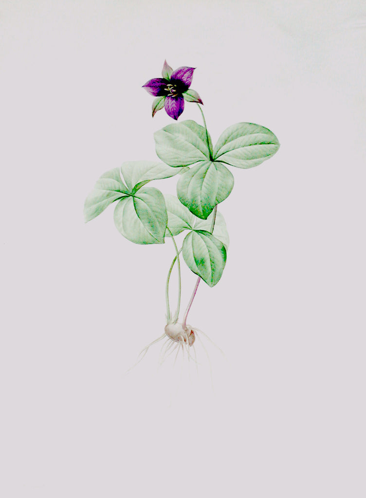 Pierre-Joseph Redouté (Belgian, 1759-1840), “Rhombic Wake-Robin” Trillium rhomboideum - Arader Galleries