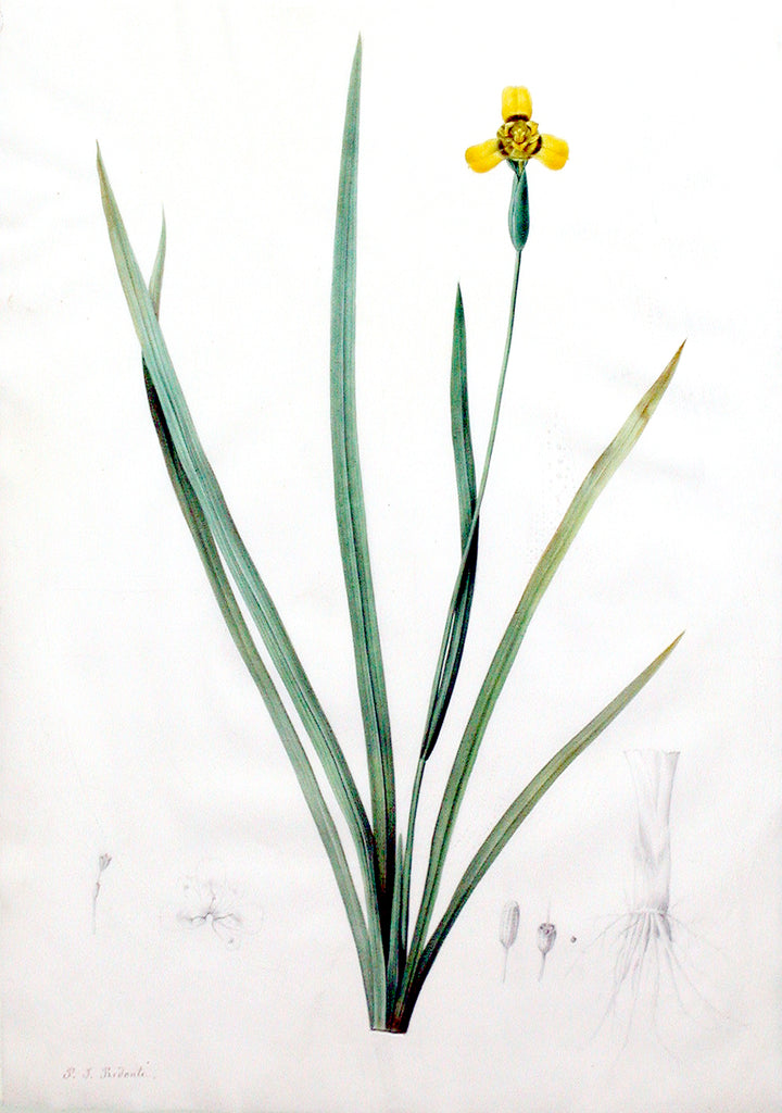 Pierre-Joseph Redouté  (Belgian, 1759-1840), “Martinico Iris” Iris martinicensis