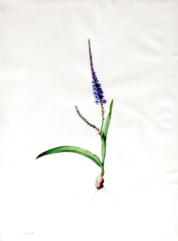Pierre-Joseph Redouté  (Belgian, 1759-1840), “Foxtail Micranthus” Ixia plantaginea - Arader Galleries