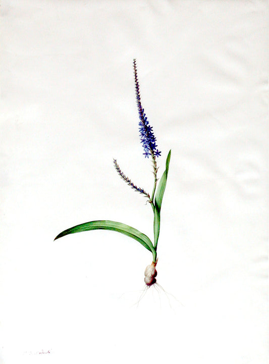 Pierre-Joseph Redouté  (Belgian, 1759-1840), “Foxtail Micranthus” Ixia plantaginea - Arader Galleries