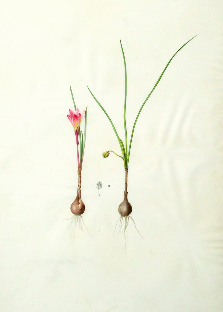 Pierre-Joseph Redouté  (Belgian, 1759-1840), “Fairlily/Atamascolily” Amaryllis atamasco - Arader Galleries
