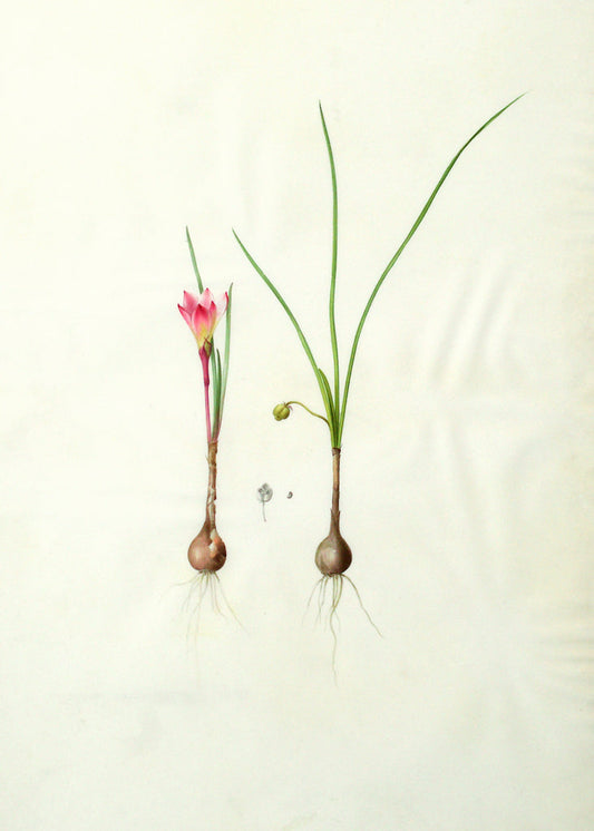 Pierre-Joseph Redouté  (Belgian, 1759-1840), “Fairlily/Atamascolily” Amaryllis atamasco - Arader Galleries