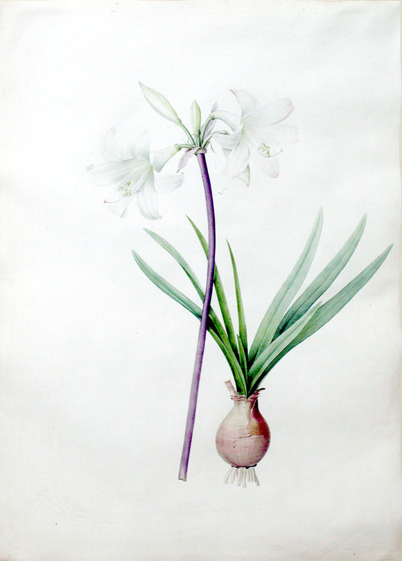 Redouté, Pierre-Joseph (Belgian, 1759-1840), “Belladonna Lily/ March Lily” Amaryllis pallida