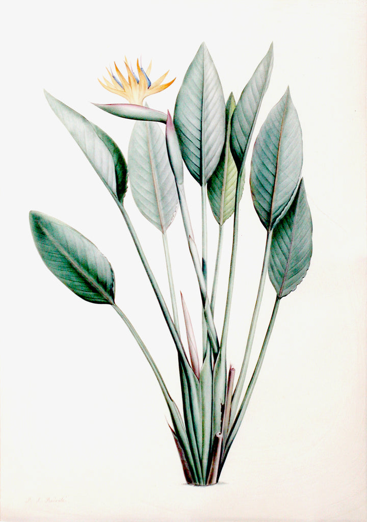 Redouté, Pierre-Joseph (Belgian, 1759-1840), “Bird of Paradise” Strelitzia reginae