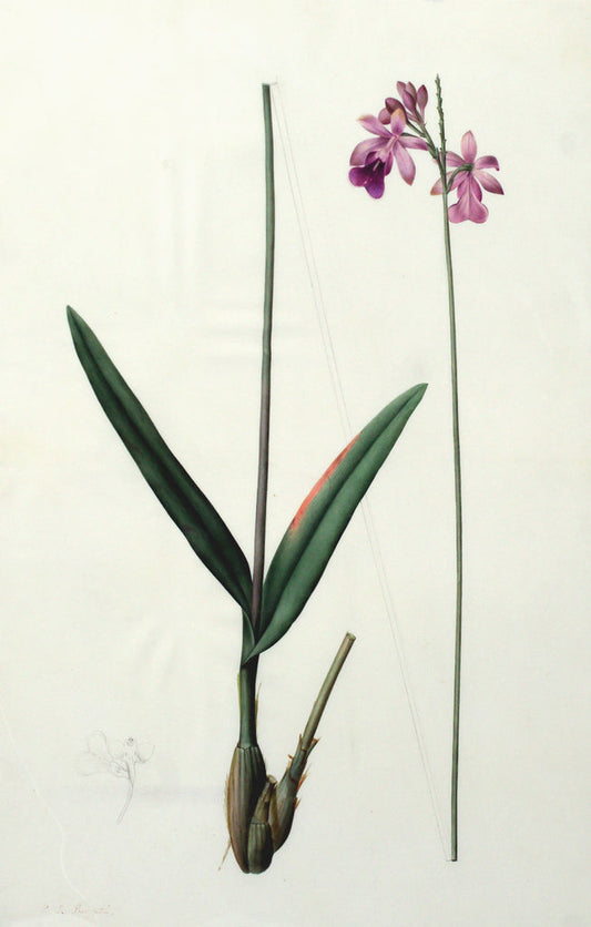 Pierre-Joseph Redouté (Belgian, 1759-1840), “Bilobed Epidendrum” Epidendrum bifidum - Arader Galleries