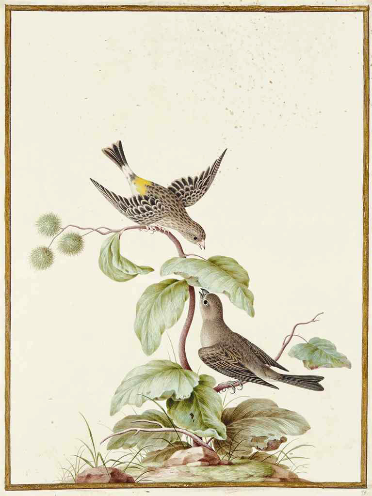 Nicolas Robert (French, 1614-1685), Pair of African Yellow-rumped Singers [Couple de chanteurs d’Afrique à croupion jaune (Serinus atrogularis)]