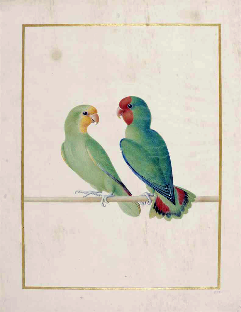 Nicolas Robert (French, 1614-1685), Red-headed Lovebird [Inseperable a tete rouge (Agapornis pullaris)]